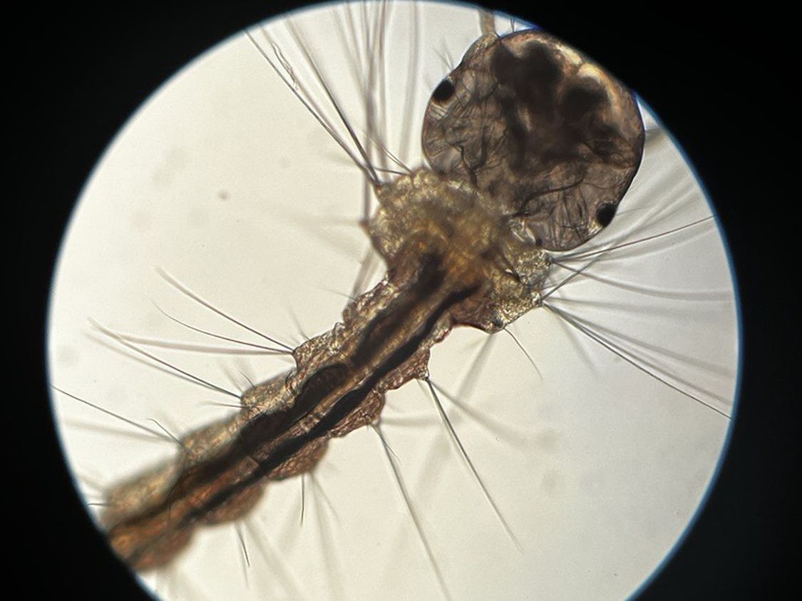 Mikroskop-Einblicke des WPG BIOUB