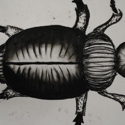 5. Klasse: Strukturübung : Käfer