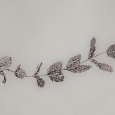 7. Klasse: Naturstudien: Pflanzen